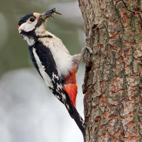 Great Spotted Woodpecker